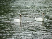 19th Jun 2021 - Swans on the Severn