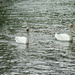 Swans on the Severn by lellie
