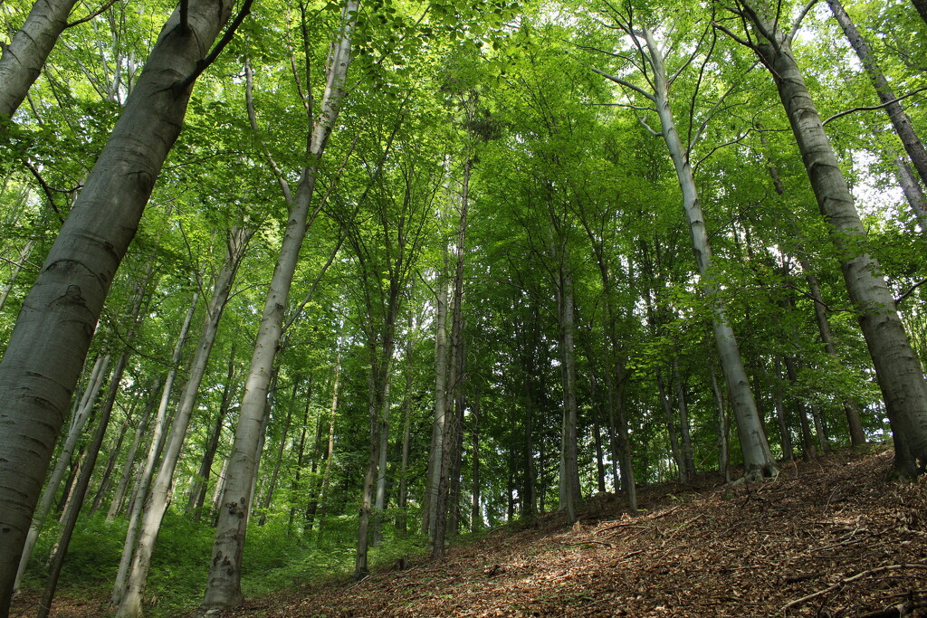 Beautiful beech forest by lucien