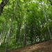Beautiful beech forest