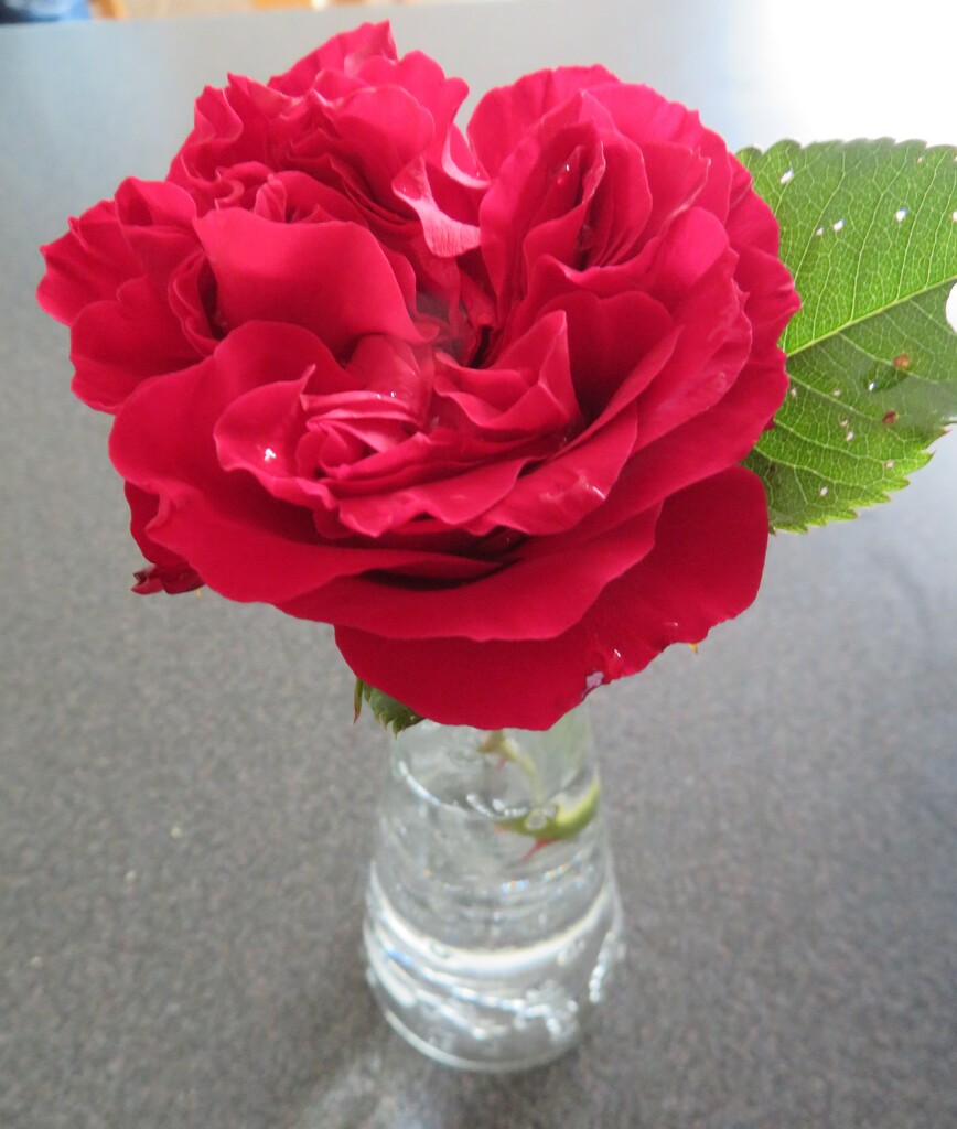 A single rose by lellie
