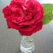 A single rose by lellie