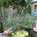 Wildflower garden by lellie