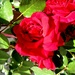 Ruže by vesna0210