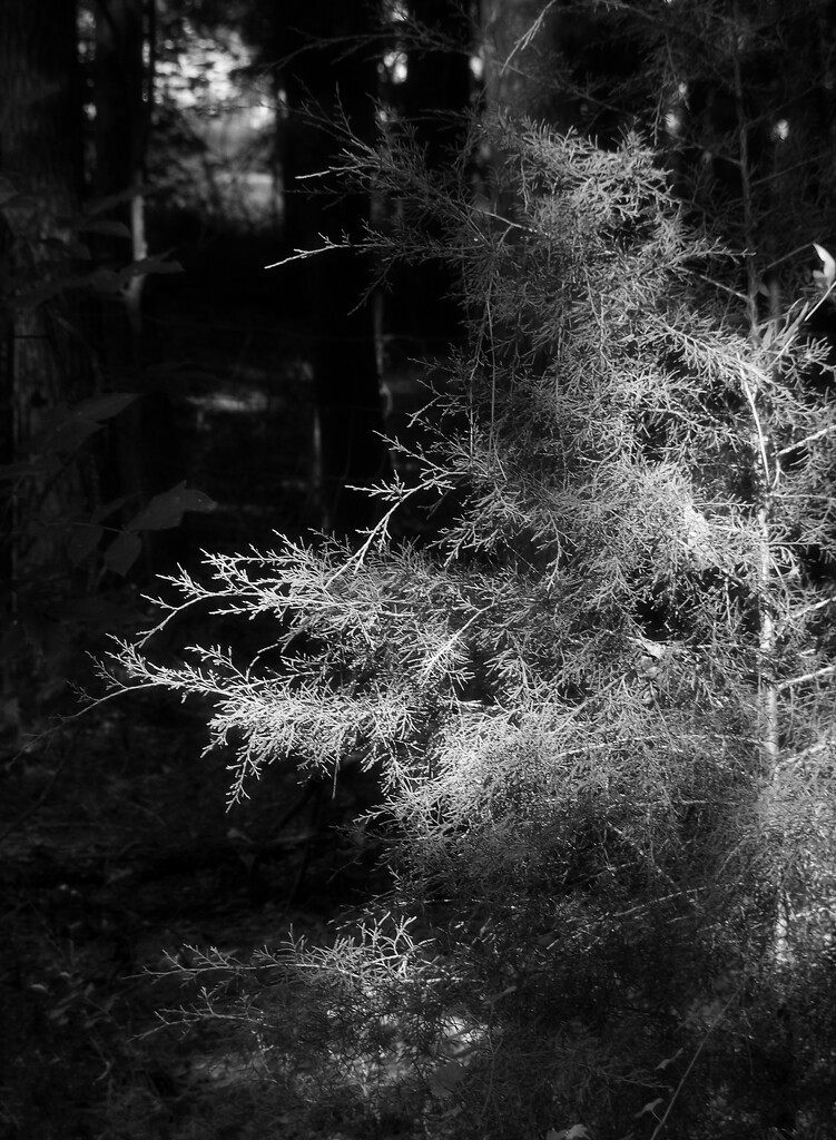 Light on a little cedar... by marlboromaam