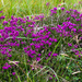 Bell Heather by lifeat60degrees