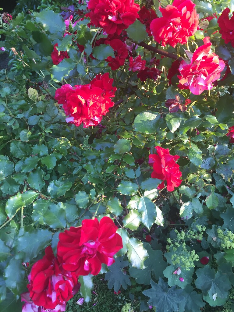 Not sure the variety but these roses have been so productive all summer by snowy
