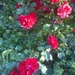 Not sure the variety but these roses have been so productive all summer by snowy