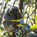 golden slumbers by koalagardens