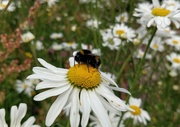20th Jun 2021 - A bee in the meadow patch