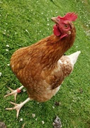 22nd Jun 2021 - Chicken at a jaunty angle!