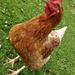 Chicken at a jaunty angle! by roachling