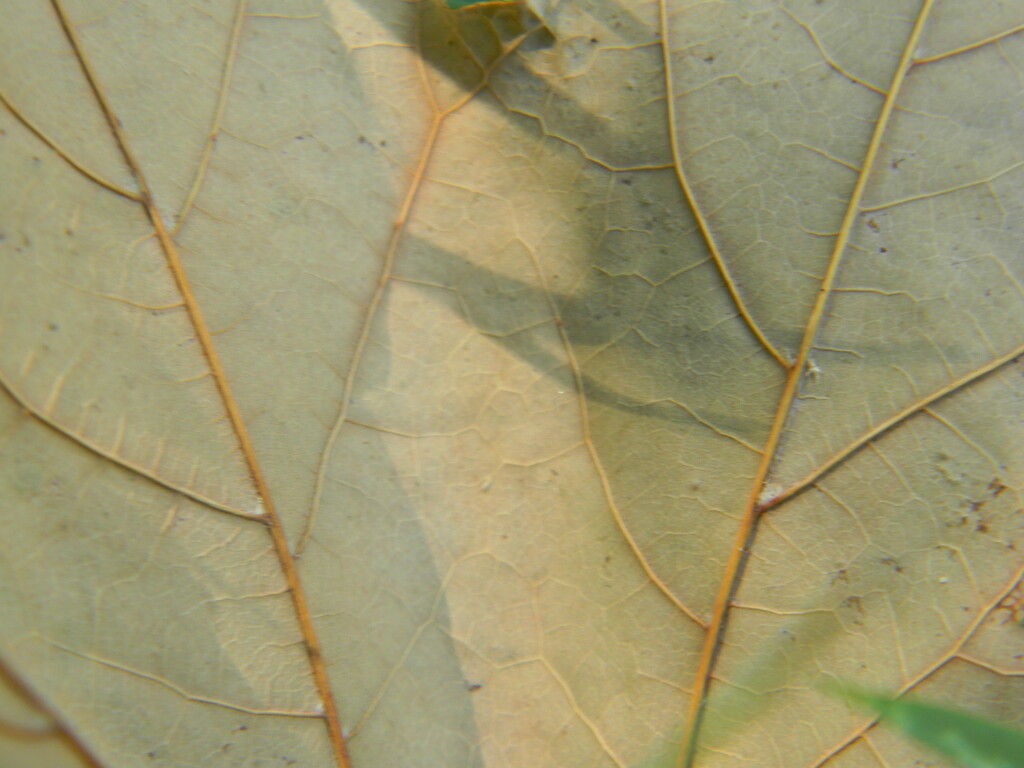 Maple Leaf Closeup  by sfeldphotos