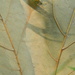 Maple Leaf Closeup  by sfeldphotos