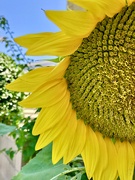 28th Jul 2021 - Sunflower