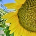 Sunflower by loweygrace