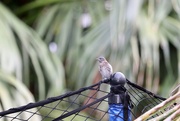 28th Jul 2021 - A baby bluebird spotted!