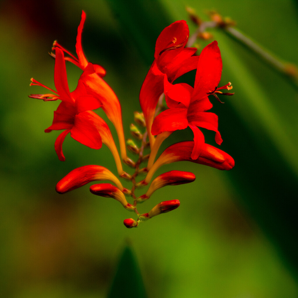 Hummingbirds are Hiding by tdaug80