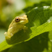 Froggy by dutchothotmailcom