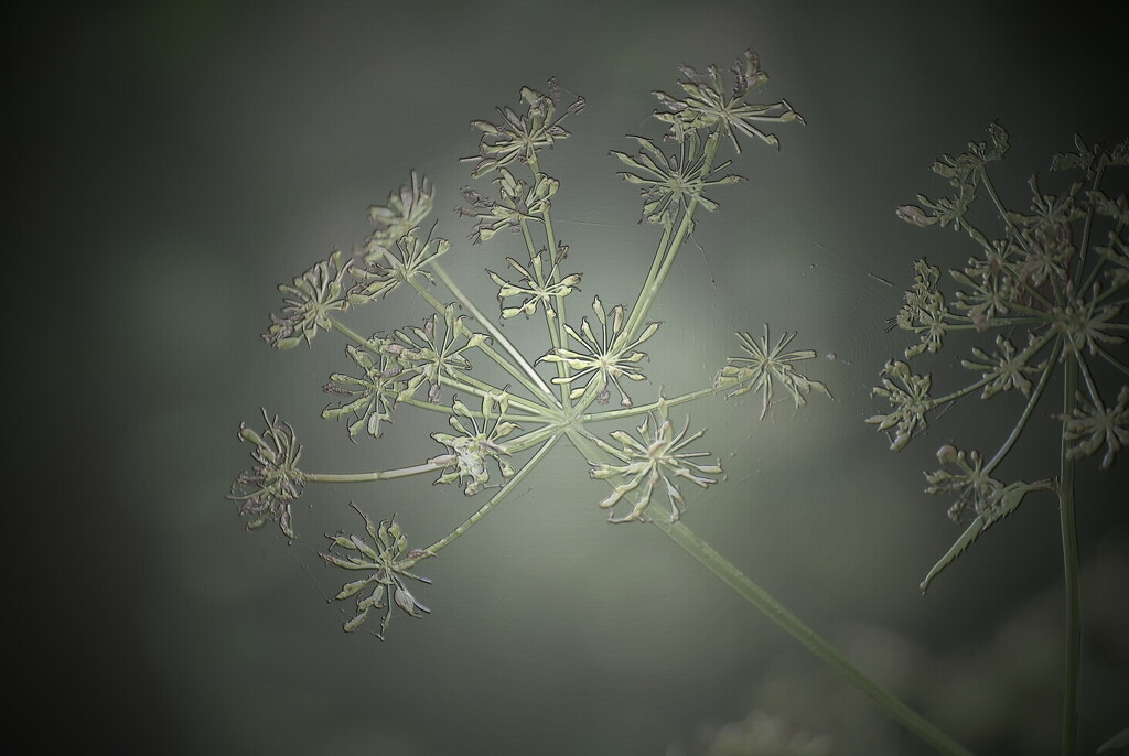 Day 209: Queen Anne's Lace  by jeanniec57