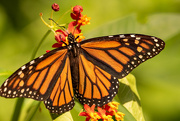 28th Jul 2021 - Monarch Butterfly!