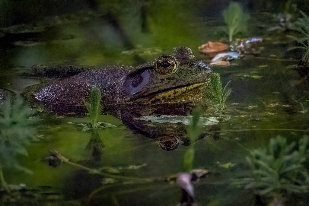 Bullfrog  by nicoleweg