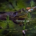 Bullfrog  by nicoleweg