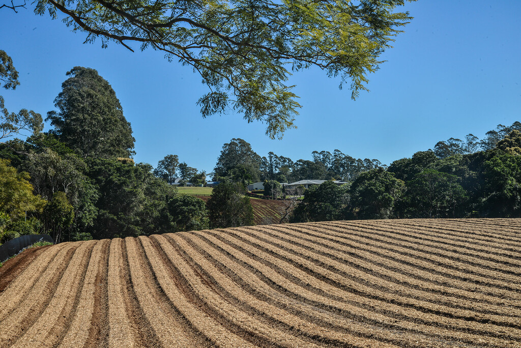 Ploughed fields - Flaxton by jeneurell