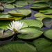 Lily Pads by cdcook48