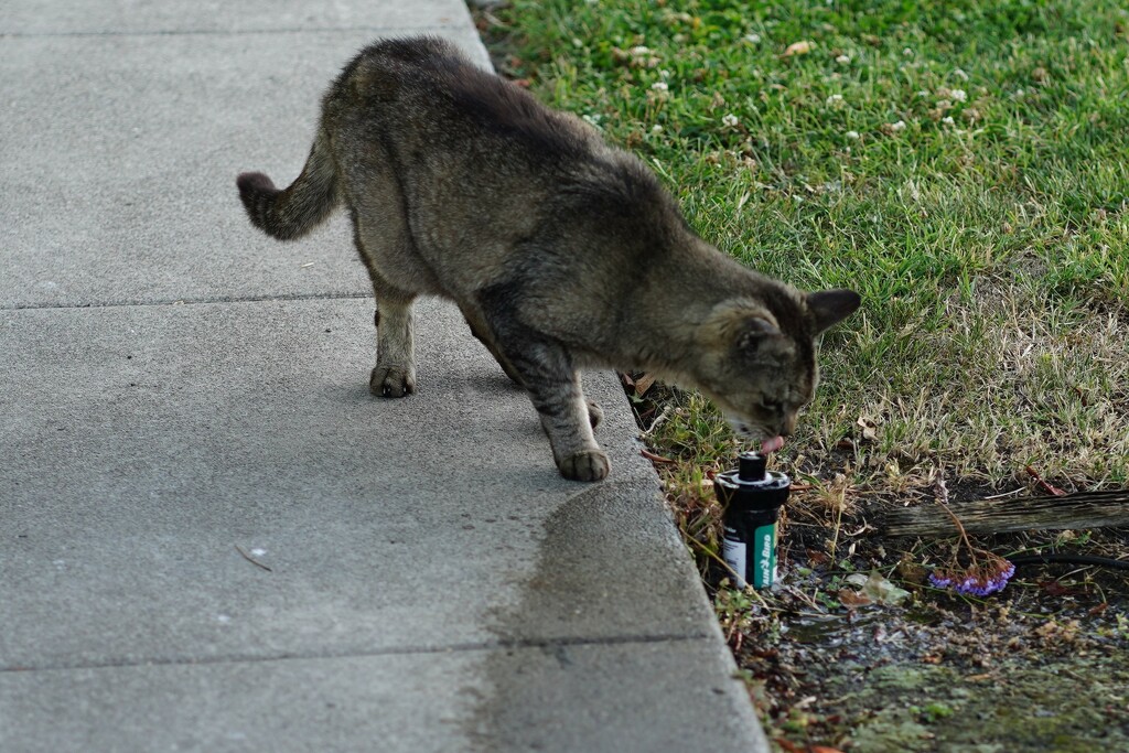 Cat licking sprinkler by acolyte