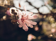 30th Jul 2021 - Pink magnolia blossom with pink bokeh