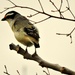 Bird on a Twig by ubobohobo