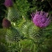Thistles growing wild at Meadowhead. by grace55