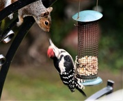 29th Jul 2021 - Great Spotted Woodpecker and Squirrel....................