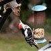 Great Spotted Woodpecker and Squirrel.................... by ziggy77