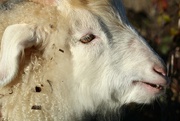 10th Jul 2021 - goat profile