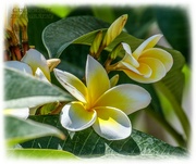 29th Jul 2021 - Frangipani