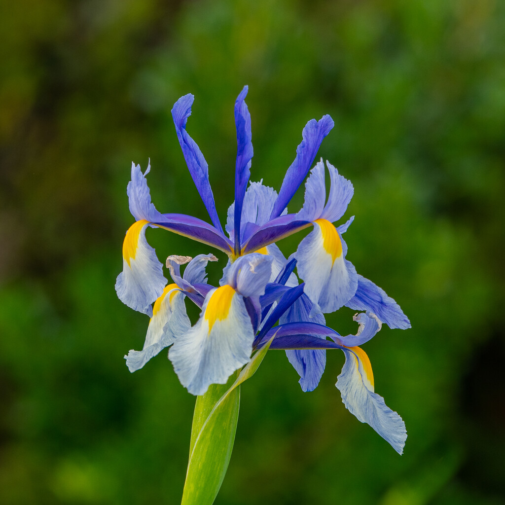 Iris flower by gosia