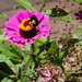 A bee on a flower by mittens