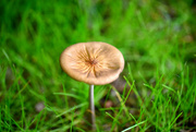26th Jul 2021 - Mushrooms!!