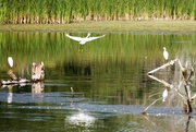 28th Jul 2021 - Snowy egrets