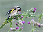 29th Jul 2021 - Enjoying the thistles 