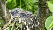 29th Jul 2021 - Goldfinch nest.