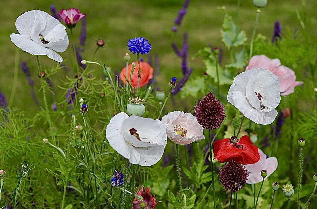 Poppy Meadow  by carole_sandford