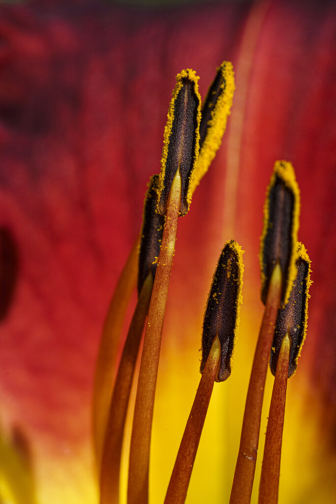Pollen Covered Stamens by k9photo