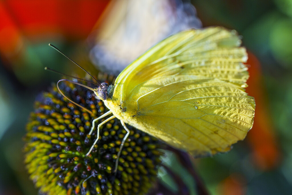 Clouded Sulphur by k9photo