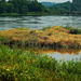 River Grass by milaniet