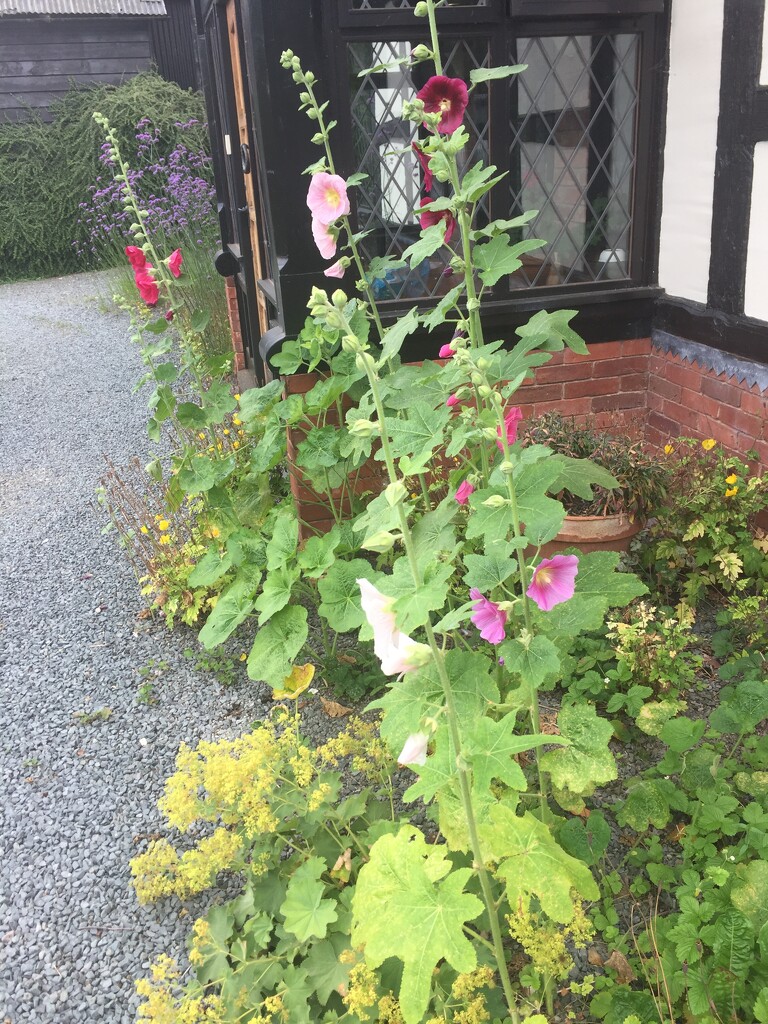 Hollyhocks at the front door by snowy