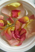 29th Jul 2021 - deconstructed rose