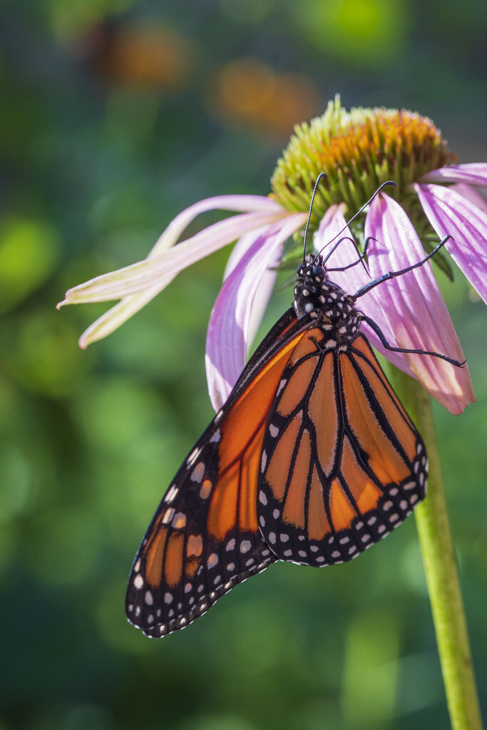 Monarch on Echinacea by kvphoto